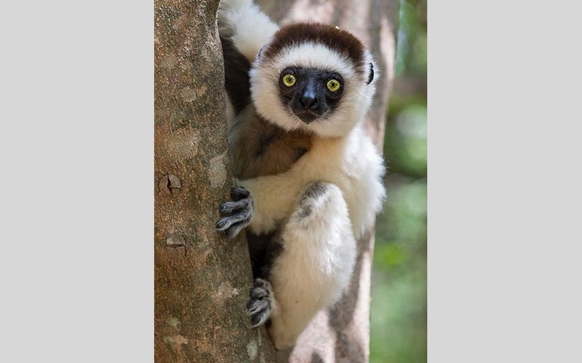 Verreaux's Sifaka