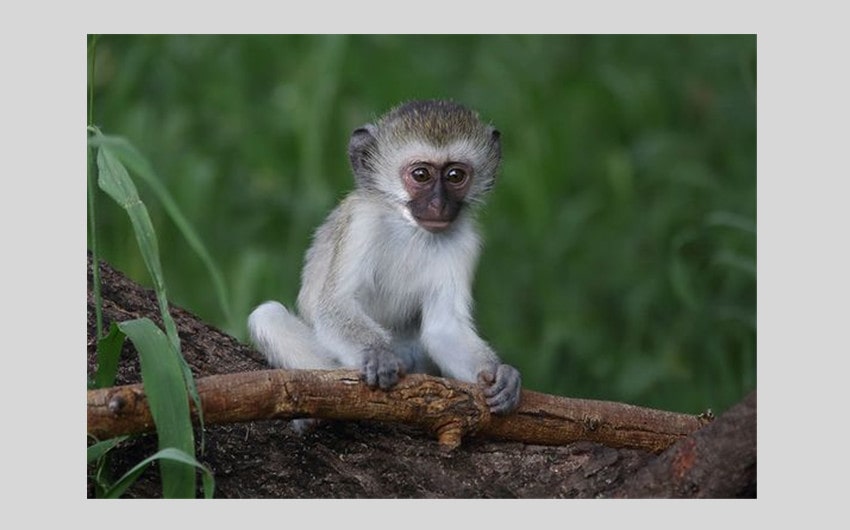 Vervet Monkey