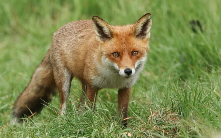 Are Foxes Dangerous to Humans and Pets?