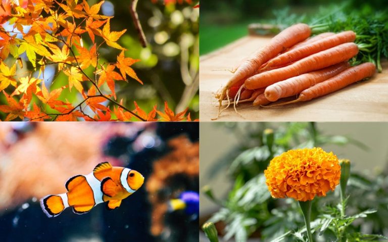 Discover 60 Amazing Orange Things in the World Around You