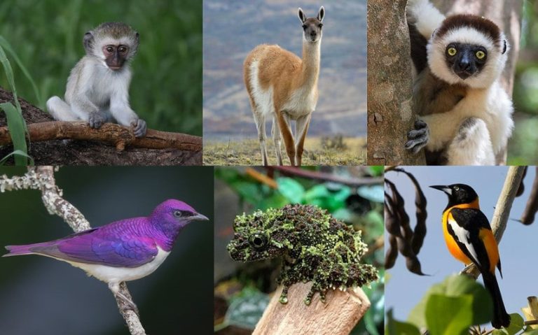 What Animal Starts With V? Learn About 42 Creatures